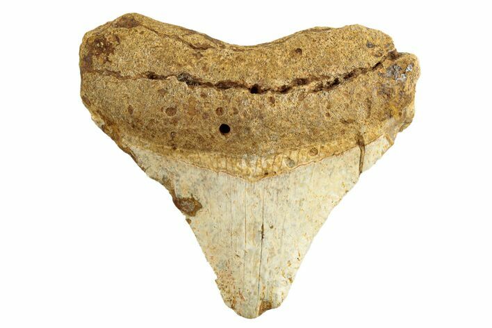 Juvenile Fossil Megalodon Tooth From Angola - Unusual Location #258573